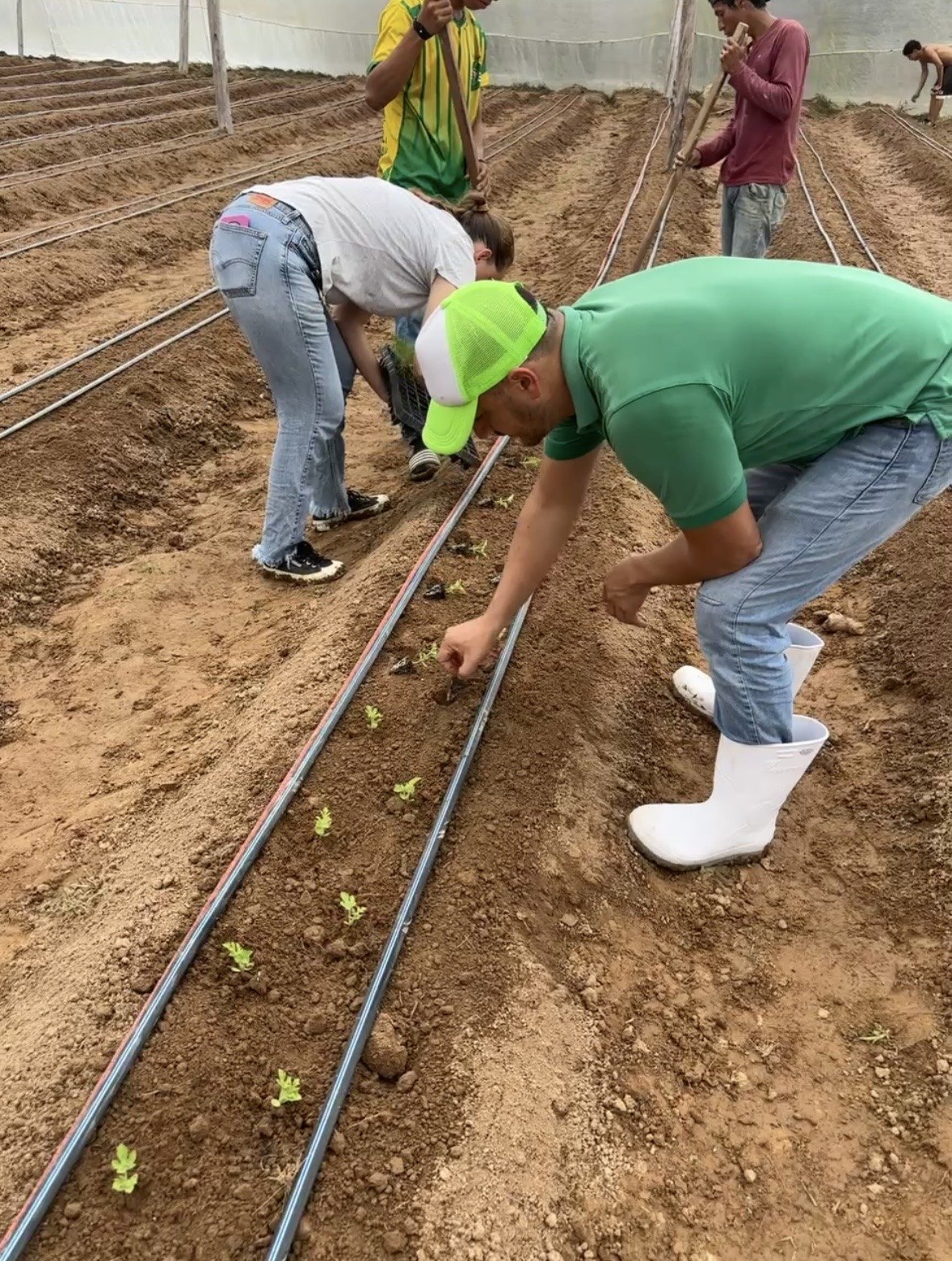 Crop establishment and transplanting under protected production.