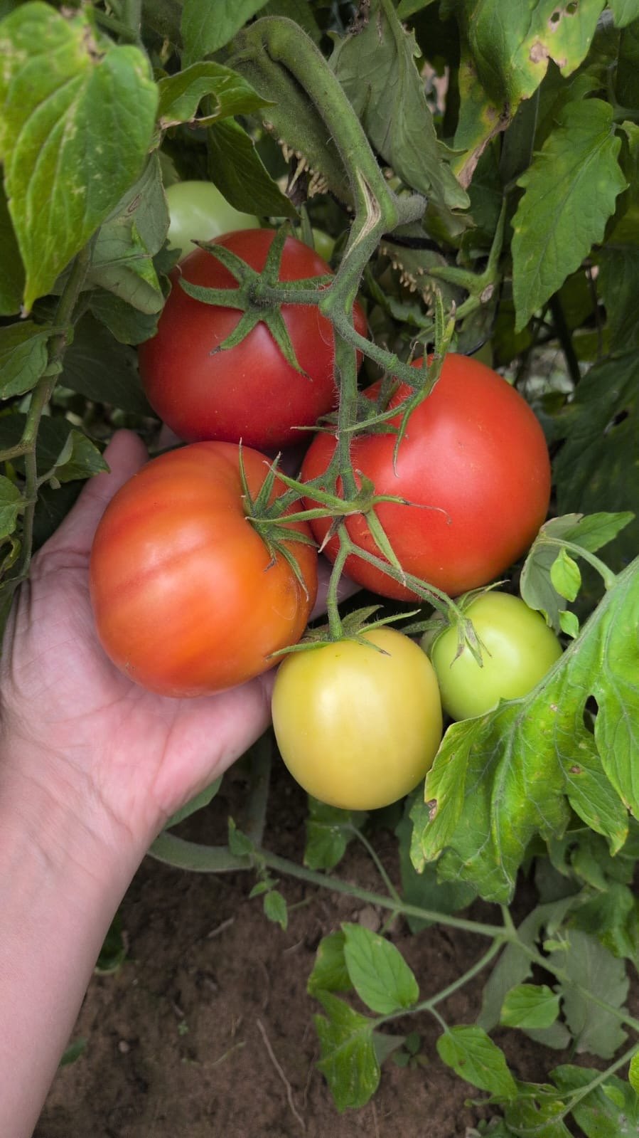 Tomato fruit development and ripening.