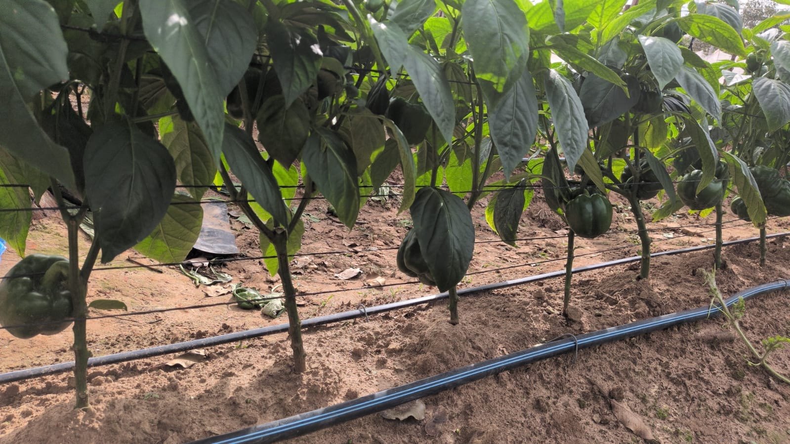 Pepper production under technical crop management.