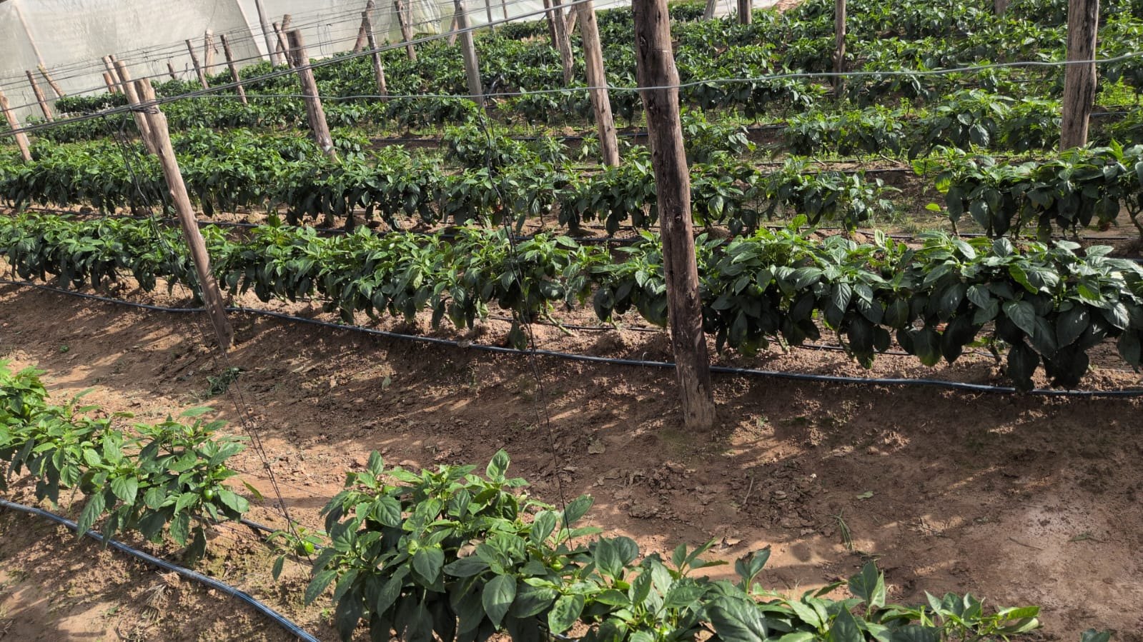 Uniform pepper crop development under protected conditions.