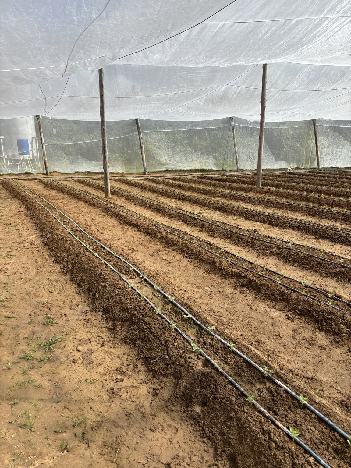 Bed preparation and irrigation-system installation.