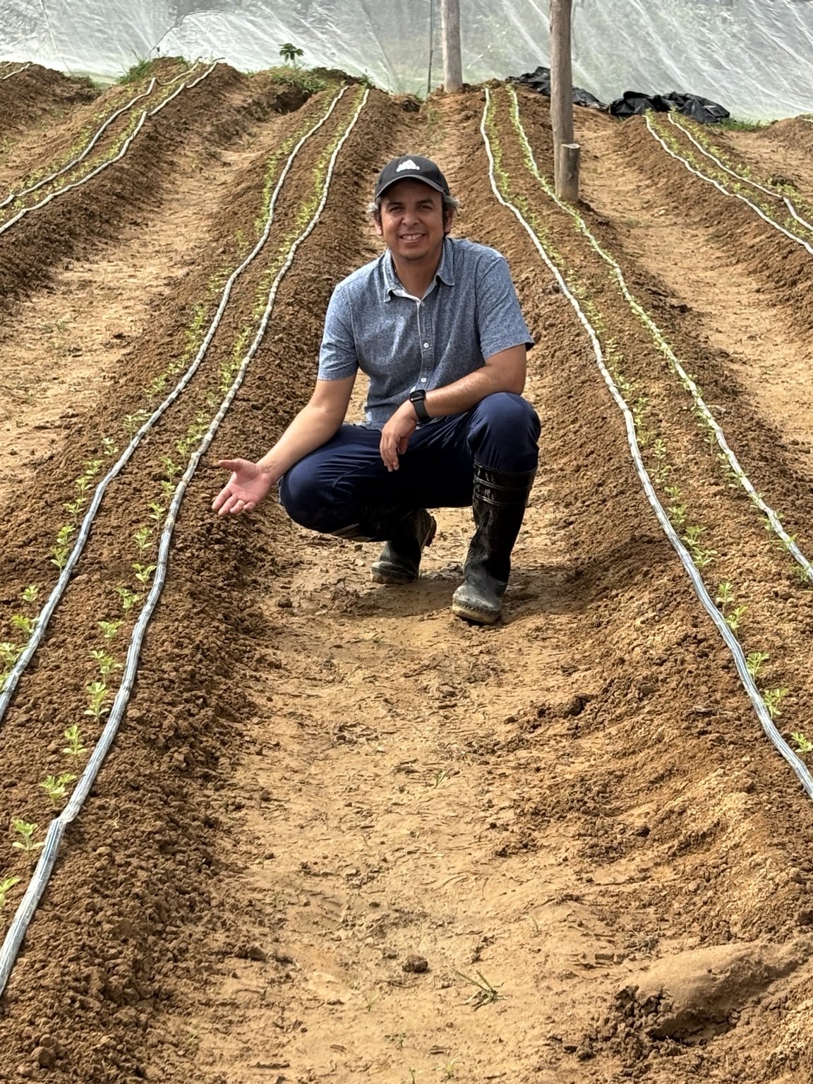Early crop establishment under protective netting.