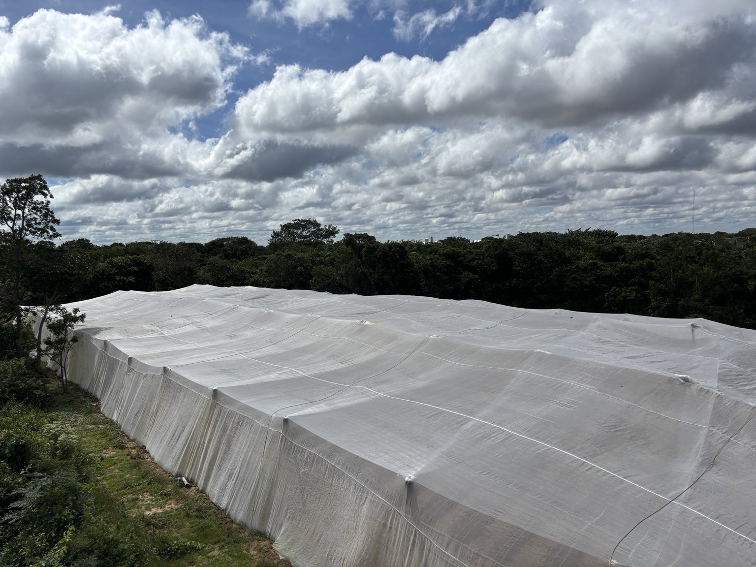 Technical follow-up during crop establishment.