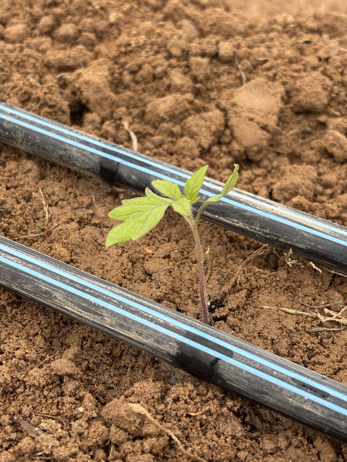 Tomato seedling during the early establishment stage.