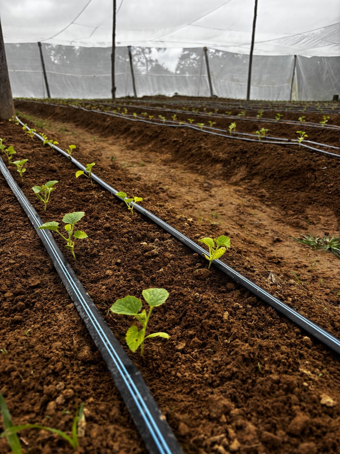 Cucurbit seedlings under drip irrigation.