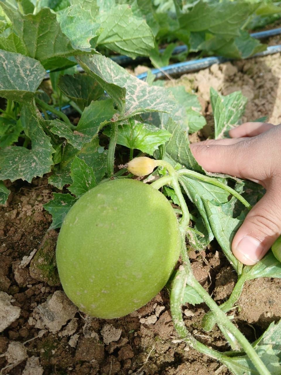 Fruit development in a cucurbit crop.