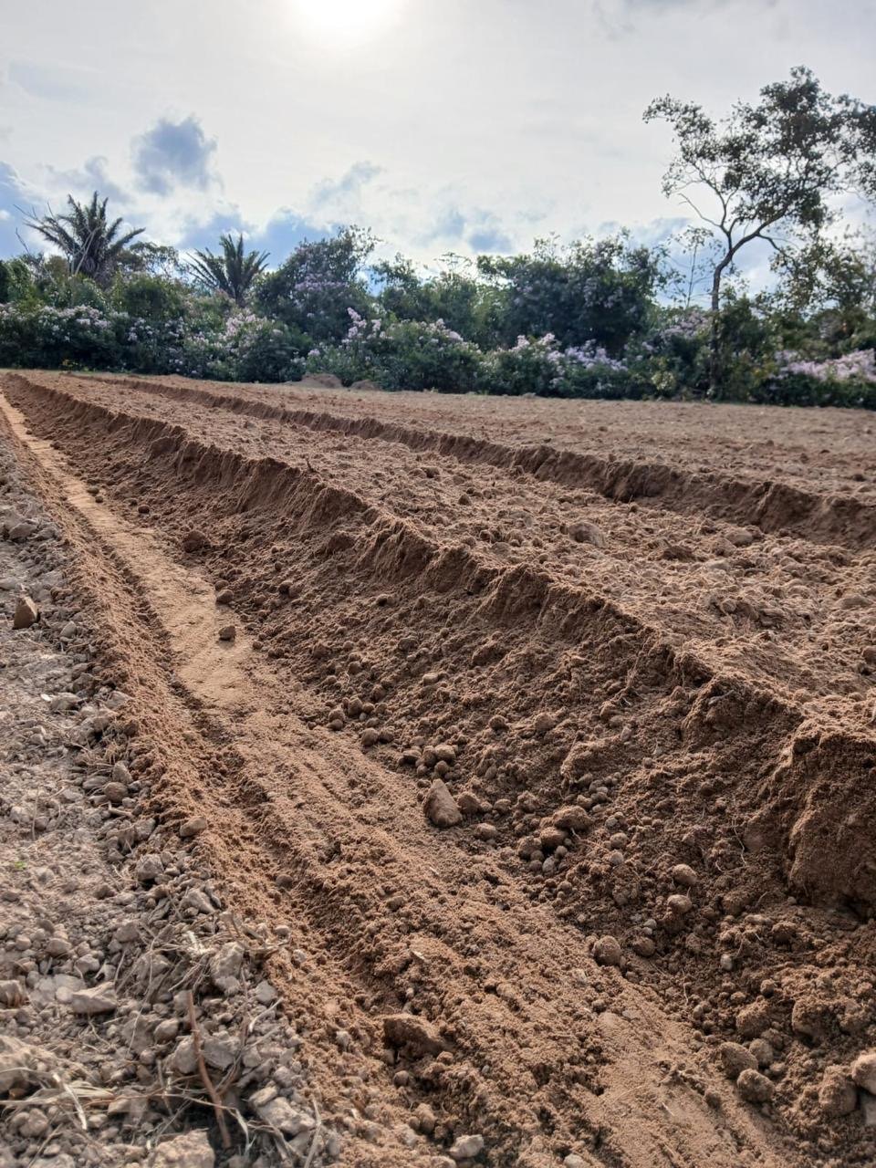 Initial preparation of production beds.