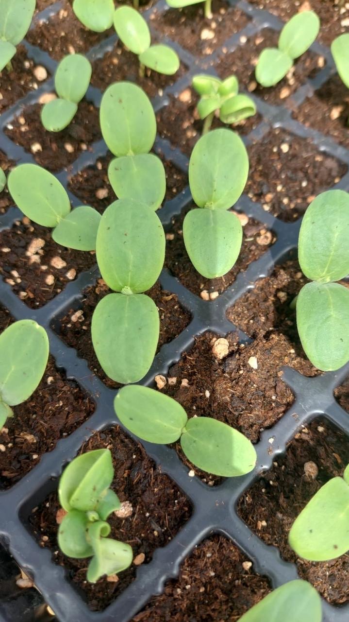Seedling emergence and establishment in trays.