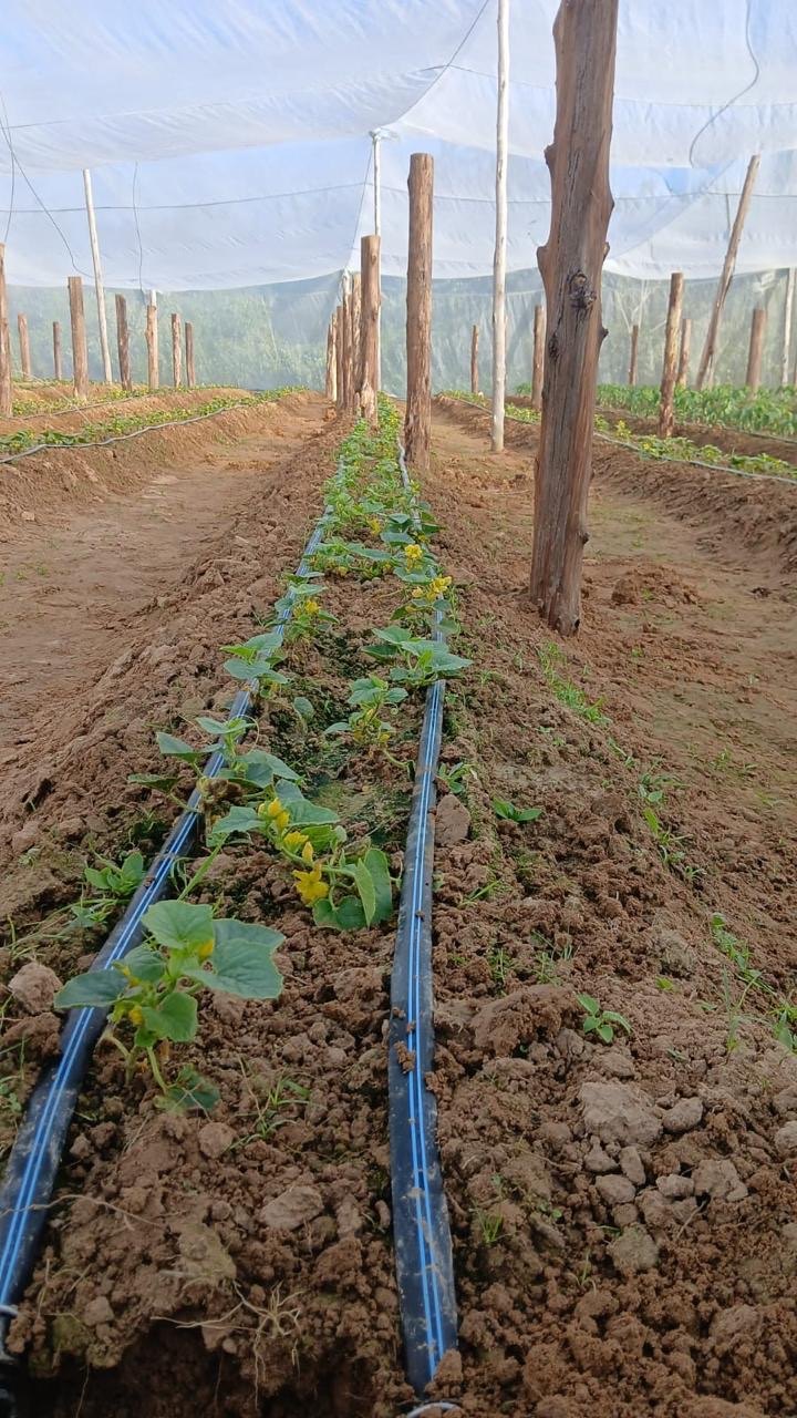 Cucurbit development under protected production.