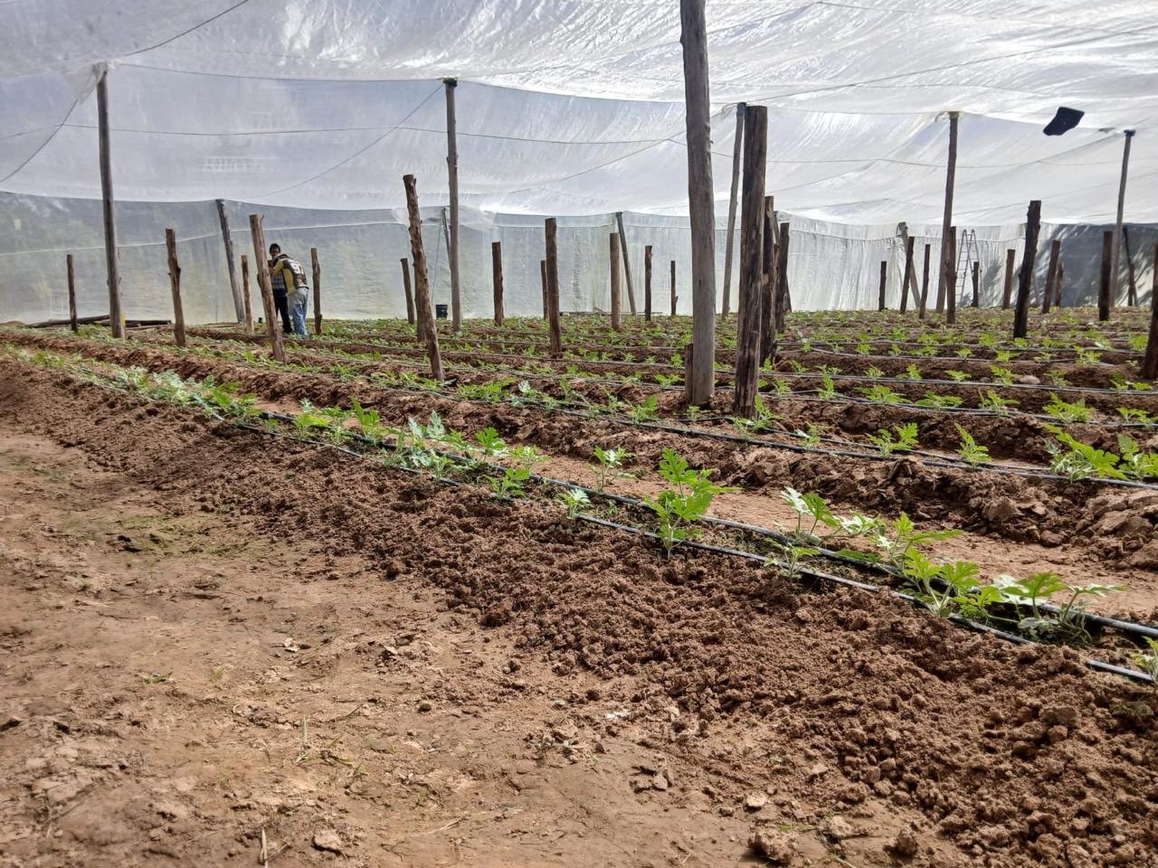 Crop establishment under protective netting and drip irrigation.