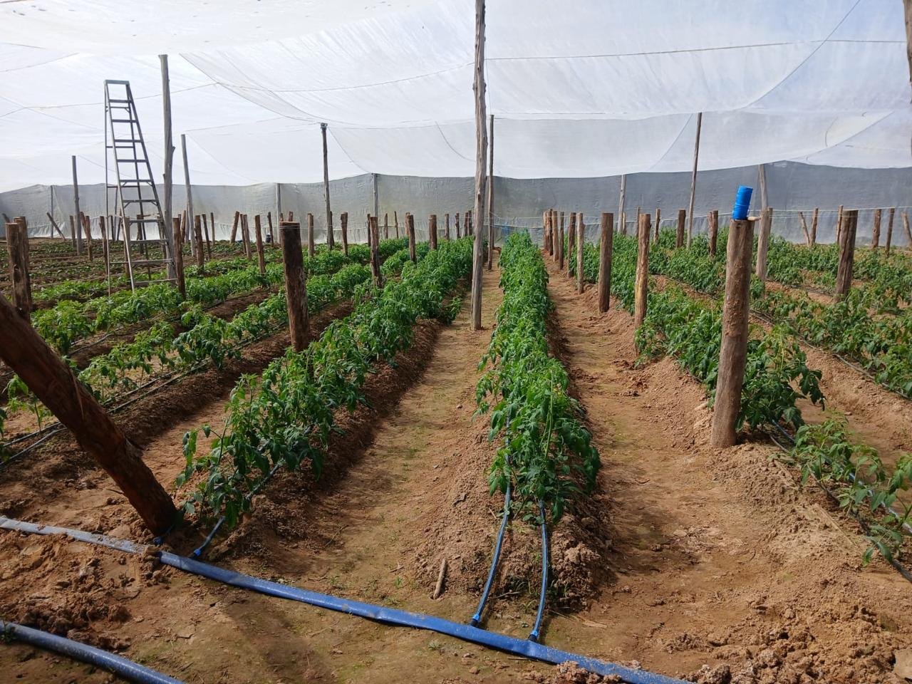 Vegetative development of tomato under protected production.