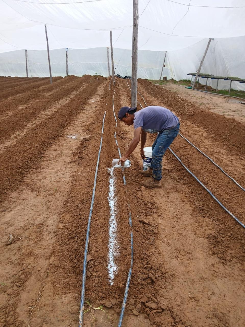 Bed conditioning before crop establishment.