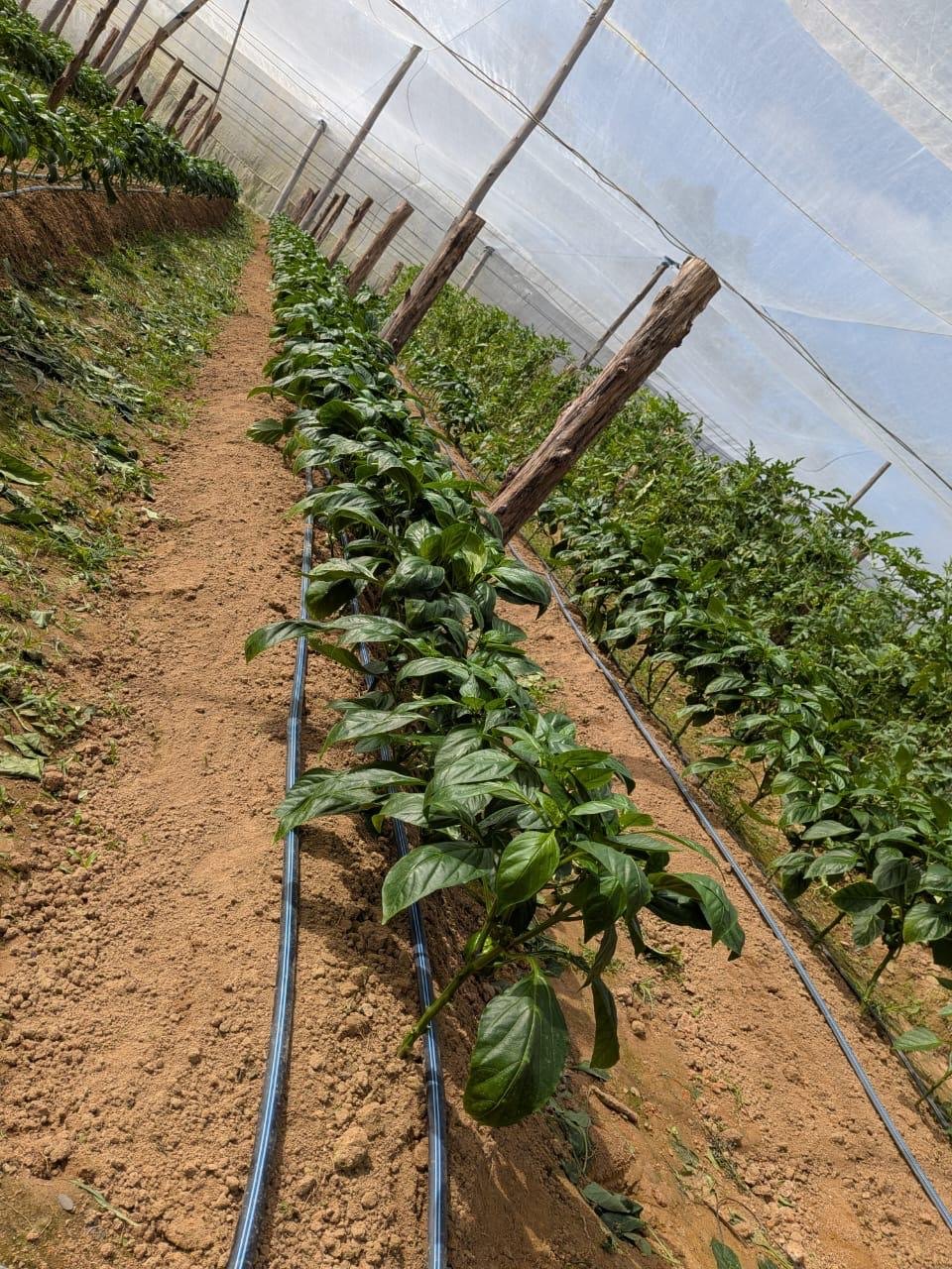 Vegetative development of pepper under technical crop management.