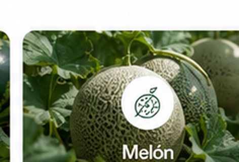 Melón