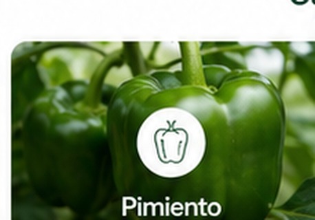 Pimiento