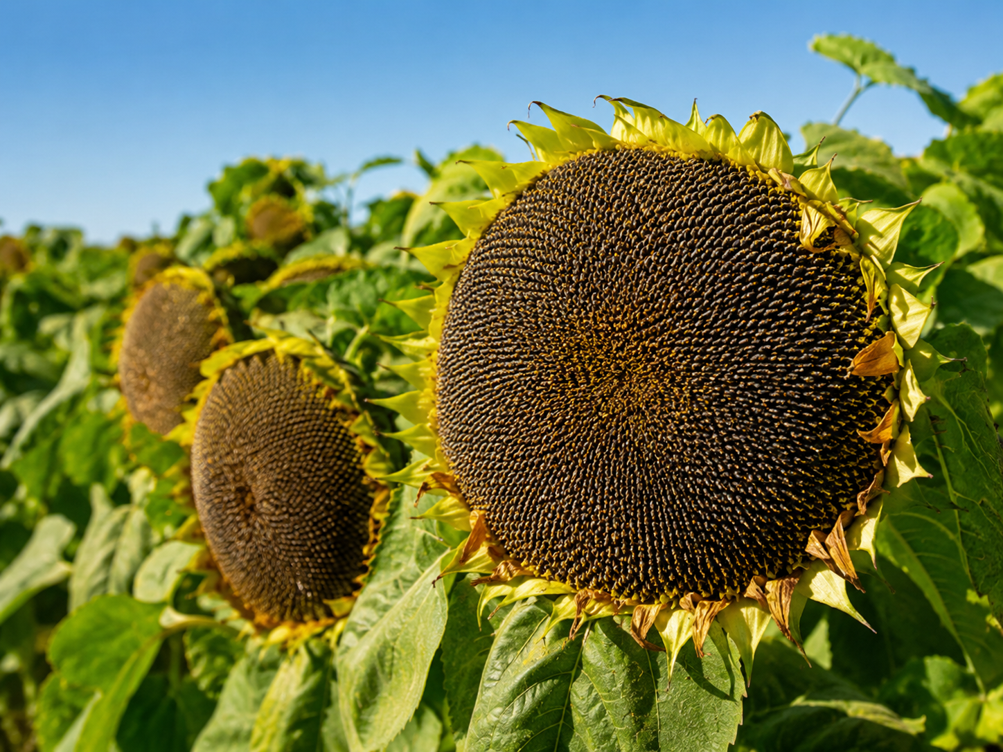 Sunflower