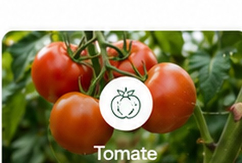 Tomate