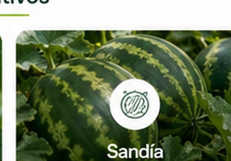 Sandía